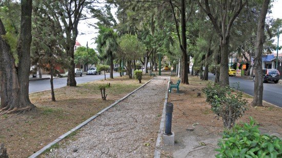 INICIA PROGRAMA DE SANEAMIENTO DE ÁRBOLES EN UNIDADES HABITACIONALES DE TLALPAN