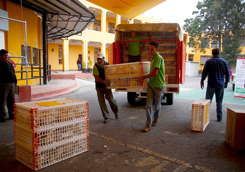 MILPA ALTA INICIA LA ENTREGA DE MÁS DE 6 MIL PAQUETES DE ESPECIES MENORES Y/O AVES DE CORRAL