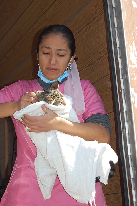 PREPARA IZTAPALAPA ESTERILIZACIÓN DE PERROS Y GATOS.