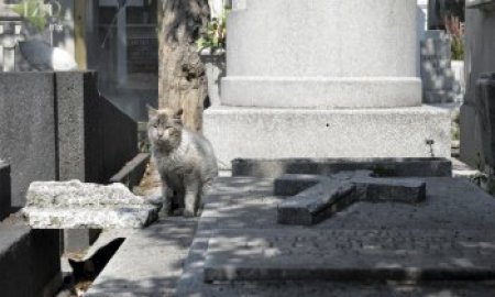 ESTERILIZA EQUIPO MÃ‰DICO A 172 GATOS DEL PANTEÃ“N FRANCÃ‰S