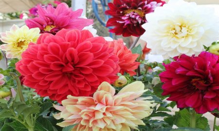 CONTINÃšA XOCHIMILCO ENTRE LOS PRINCIPALES PRODUCTORES Y VENDEDORES DE PLANTAS DEL D.F