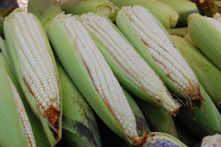 ESTE FIN DE SEMANA INICIA EN XOCHIMILCO 3Aa FERIA DEL ELOTE CRIOLLO