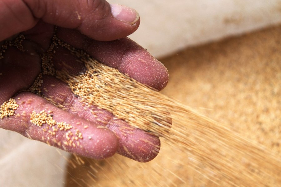 SIEMBRAN 200 HECTÁREAS DE AMARANTO EN XOCHIMILCO