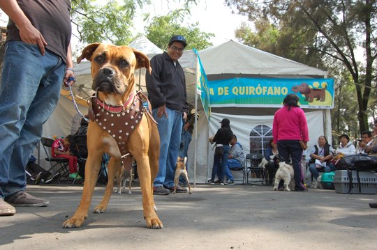 ESTERILIZA IZTAPALAPA DOS MIL PERROS Y GATOS.