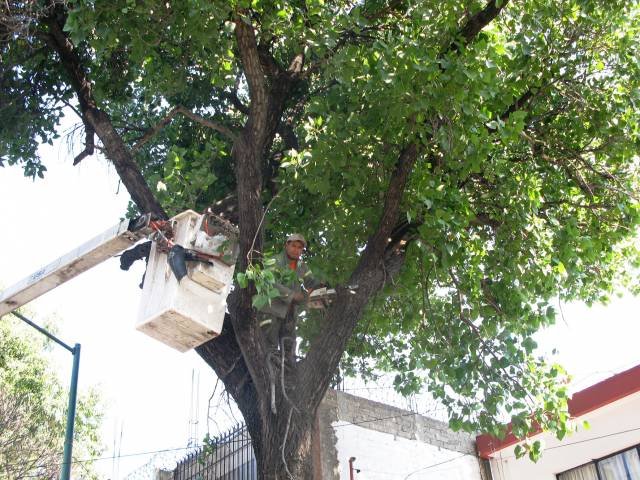 REALIZA AZCAPOTZALCO 400 PODAS AL MES EN COLONIAS