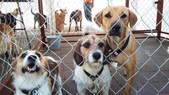 TLALPAN Y ASOCIACIONES CIVILES FIRMAN CONVENIO PARA EL BIENESTAR ANIMAL