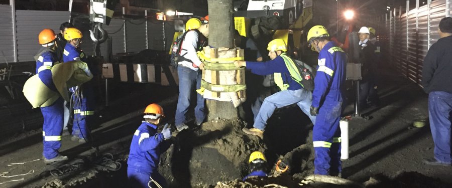 Trasladan siete palmeras de Avenida Revolución al vivero Nezahualcóyotl de la CDMX, en la Delegación Xochimilco