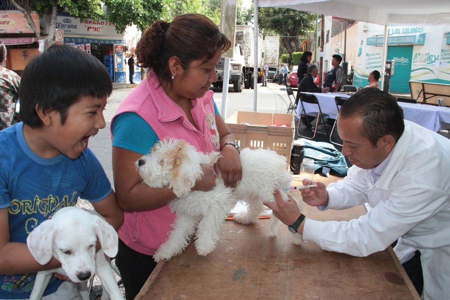 PREPARAN EN BENITO JUÁREZ JORNADA DE ESTERILIZACIÓN PARA PERROS Y GATOS 2015