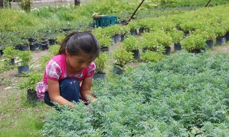 MERCADO DE PLANTAS ACUEXCOMATL: UNA OPCIÃ“N PARA VISITAR EN ESTAS VACACIONES
