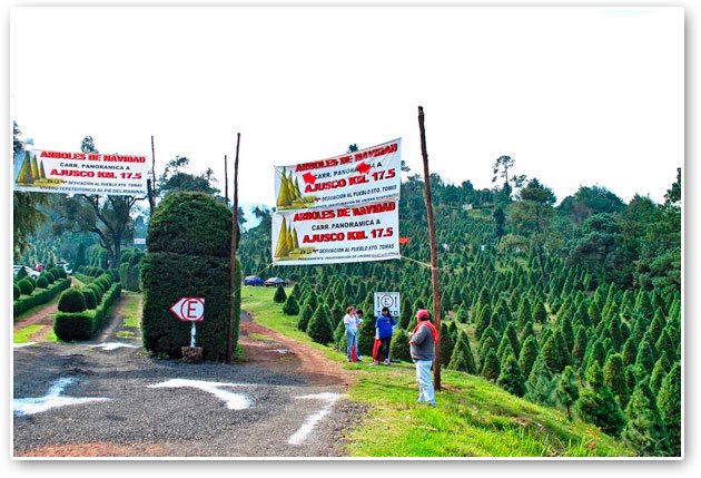 Impulsa Tlalpan a productores de árboles de navidad
