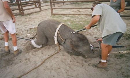 SE CONGRATULAN QUE NAUCALPAN PROHÃBA ANIMALES EN CIRCOS