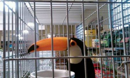 PIDEN OPERATIVOS EN SITIOS DE VENTA ILEGAL DE ANIMALES