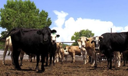 EN ETIQUETADO, MÃ‰XICO DEFENDERÃ FALLO DE LA OMC 