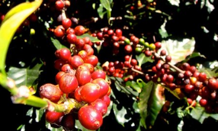 DetonarÃ¡n SAGARPA y sector cafetalero inversiÃ³n y apertura de crÃ©ditos para impulsar productividad y competitividad