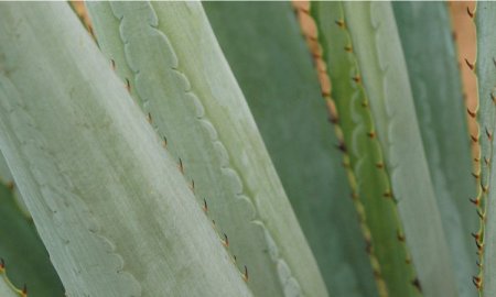 Se amplÃ­a zona de denominaciÃ³n de origen del Mezcal