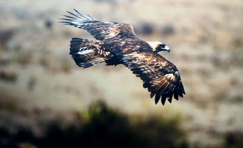 ÁGUILA REAL a€œATERRIZAa€ EN EL AEROPUERTO DE LA CD DE MÉXICO