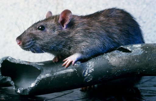 Peligrosas ratas mutantes escapan de laboratorio en Reino Unido