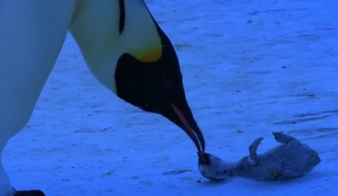 llanto de pingÃ¼ino por su cría muerta (video)