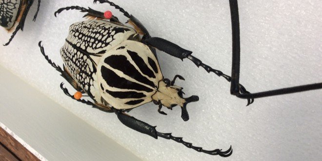 Escarabajos, pieza del mes de diciembre en el Museo de Historia Natural
