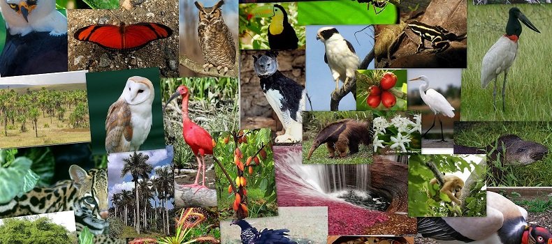 Necesario, hacer de la biodiversidad una fortaleza para que México enfrente cambio climático