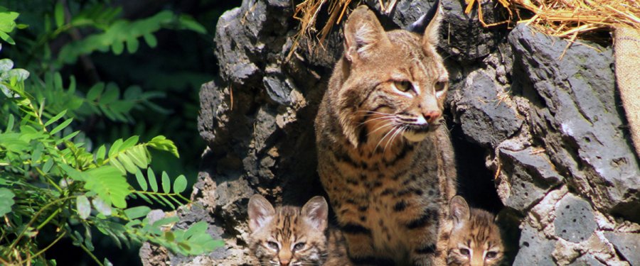 Nacen en 2015 más de 200 crías en los tres Zoológicos de la Ciudad de México