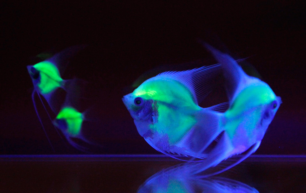 Los peces fluorescentes (video)
