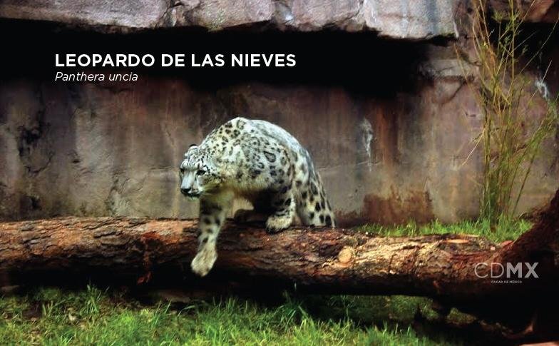 Llega al Zoológico de Chapultepec un nuevo integrante: el leopardo de las nieves