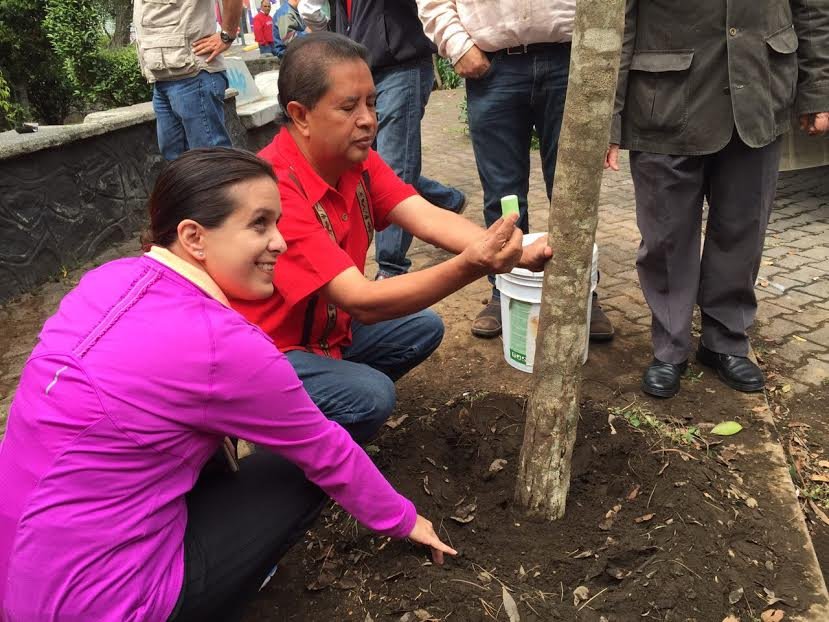 Realizan plantación de árboles en Mixcoac
