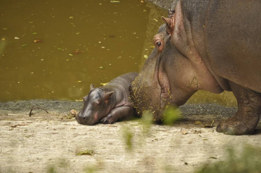 Nuevo bebé hipopótamo en el zoológico de Chapultepec