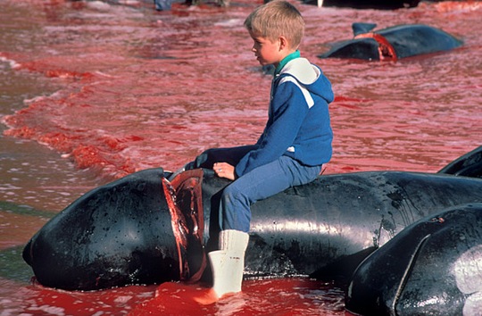 Cientos de delfines y ballenas mueren en horrorosa matanza tradicional (video)