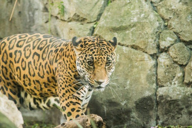 Zoológicos CDMX trabajan en conservación del jaguar