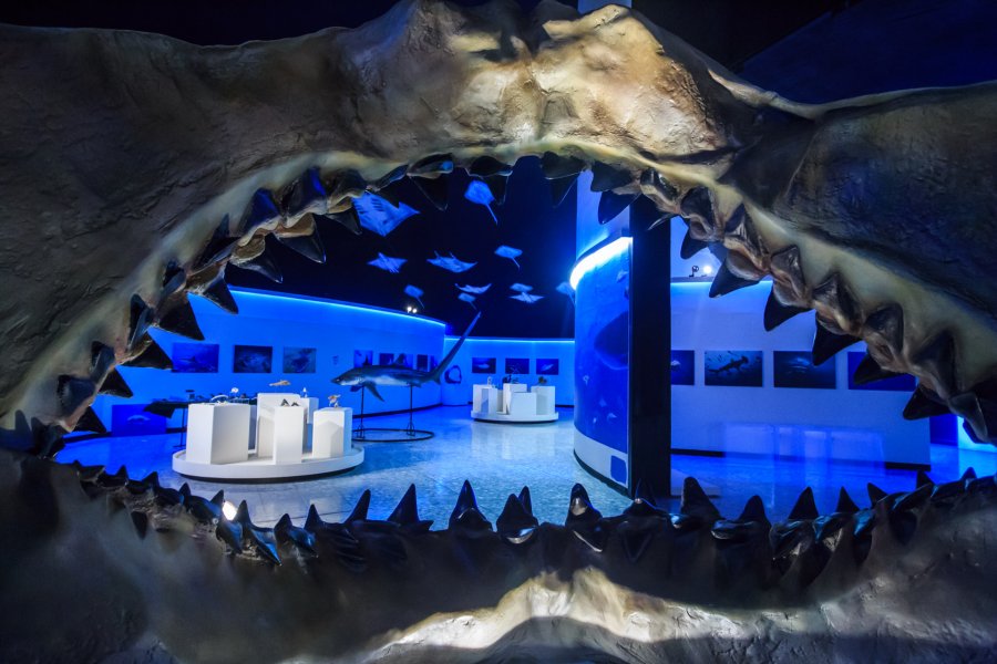Arman exposición didáctica de tiburones en el Museo de Historia Natural