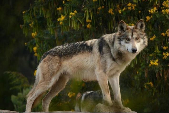 Hembra de Lobo Mexicano nacida en Zoológico de Aragón es reintegrada a su hábitat natural