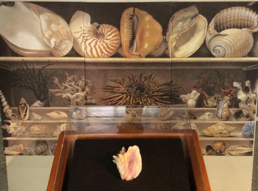 Conoce el caracol rosado, pieza del mes en Museo de Historia Natural