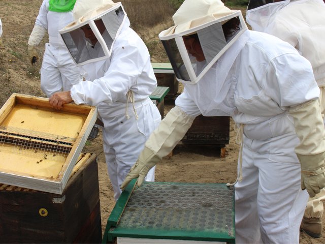 Alcanza México récord de exportación de miel en 2015: ventas de 45 mil toneladas con valor de 150 mdd