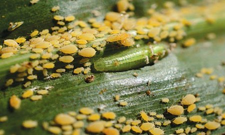 En 2016, habrÃ¡ campaÃ±a para combatir el pulgÃ³n amarillo del sorgo