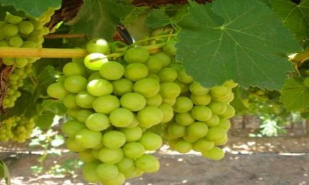 Realiza MÃ©xico el X Seminario Internacional de Vitivinicultura