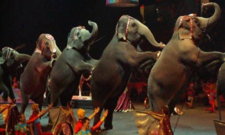 MÃS DE CUATRO MIL ANIMALES DE CIRCO SIN FUTURO