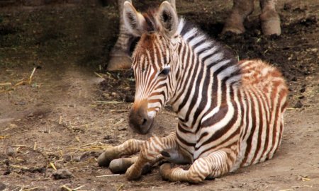 Nace Cebra de Grant en ZoolÃ³gico de San Juan de AragÃ³n