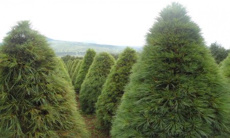 8 MIL ÃRBOLES DE NAVIDAD LISTOS PARA SER COMERCIALIZADOS