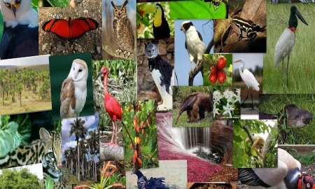 Necesario, hacer de la biodiversidad una fortaleza para que MÃ©xico enfrente cambio climÃ¡tico