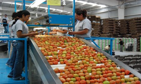 Sector primario, el de mayor crecimiento durante el tercer trimestre del aÃ±o