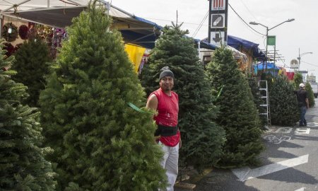 Hasta 2 millones de Ã¡rboles de navidad se comercializaron en esta temporada