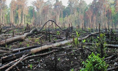 Senado llama a incluir a comunidades indÃ­genas de Guerrero, en combate a la tala ilegal
