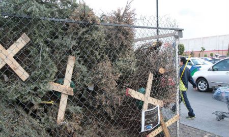 INVITAN A CAPITALINOS A RECICLAR ÃRBOLES DE NAVIDAD NATURALES