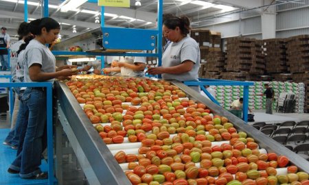 Mantienen exportaciones agroalimentarias tendencia a la alza