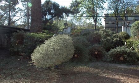 Acopio y reciclaje de Ã¡rboles de navidad en el Vivero CoyoacÃ¡n