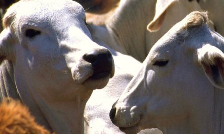 Aumentan 34.4 por ciento exportaciones de cÃ¡rnicos y ganado en pie