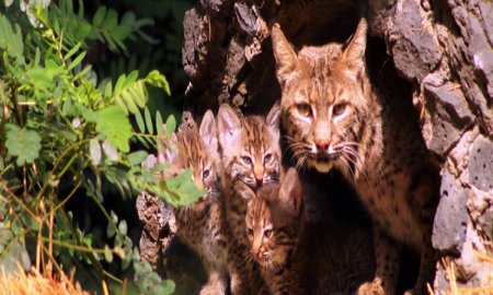 Nacen tres linces rojos en ZoolÃ³gico los Coyotes