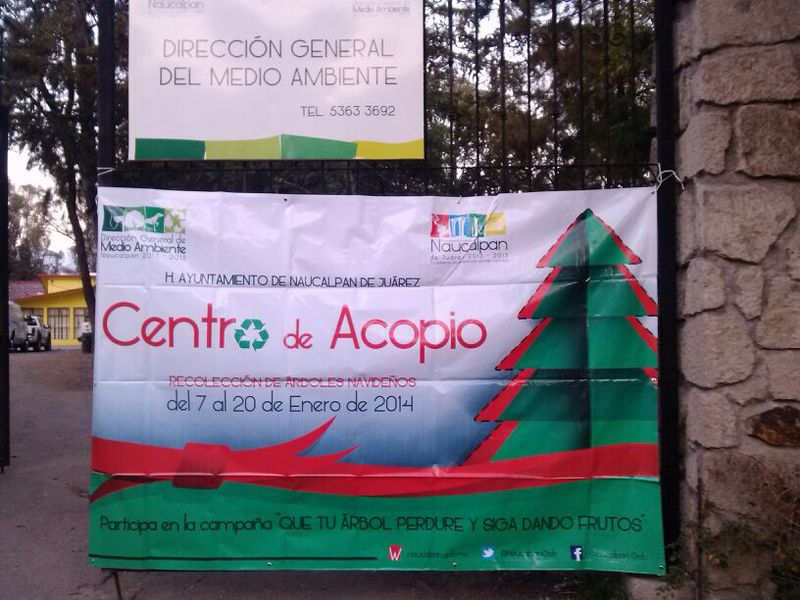 ARRANCA NAUCALPAN PROGRAMA DE RECOLECCIÓN DE ÁRBOLES DE NAVIDAD